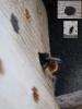 Osmia cornuta
